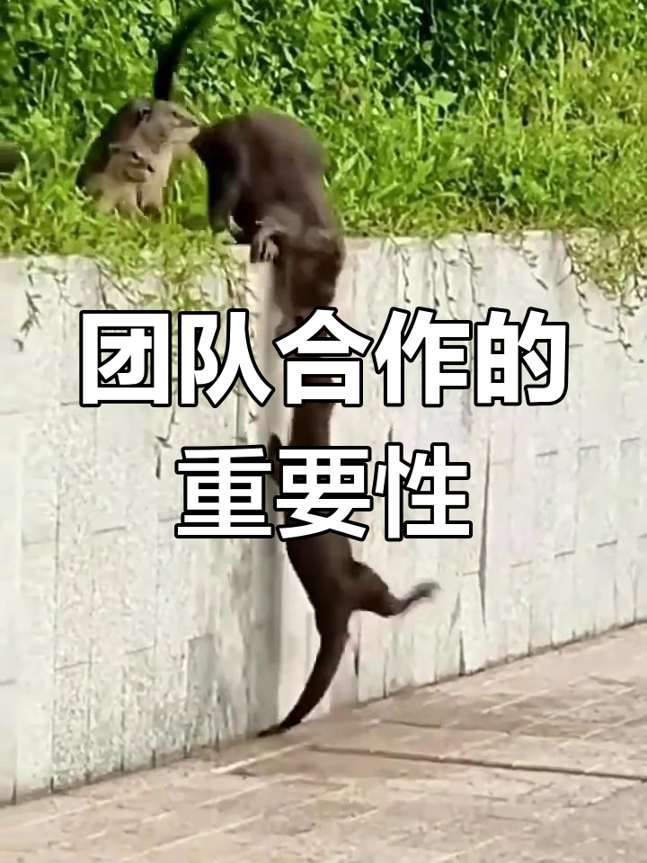 精心备战迎战强敌，团队紧密合作的简单介绍